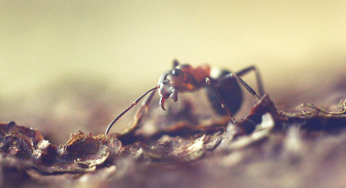 Helios 44M-4+macro tube, ant, макрофото муравей