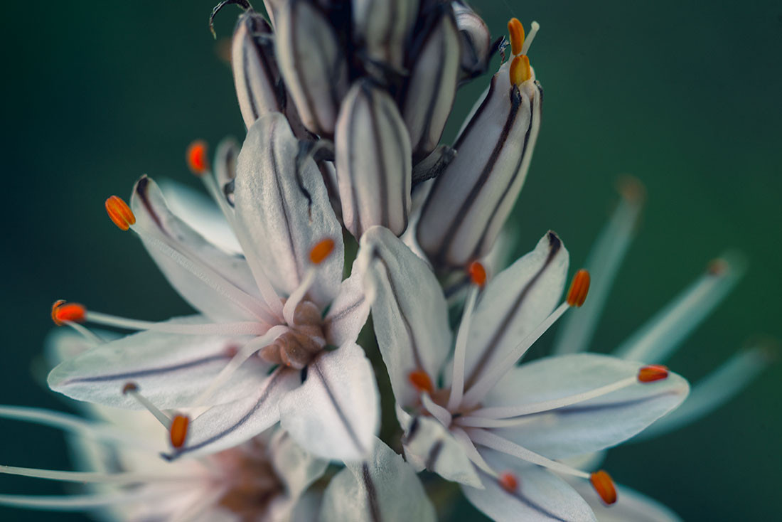 whiteflowers-header-macro-rudenkooleg-com
